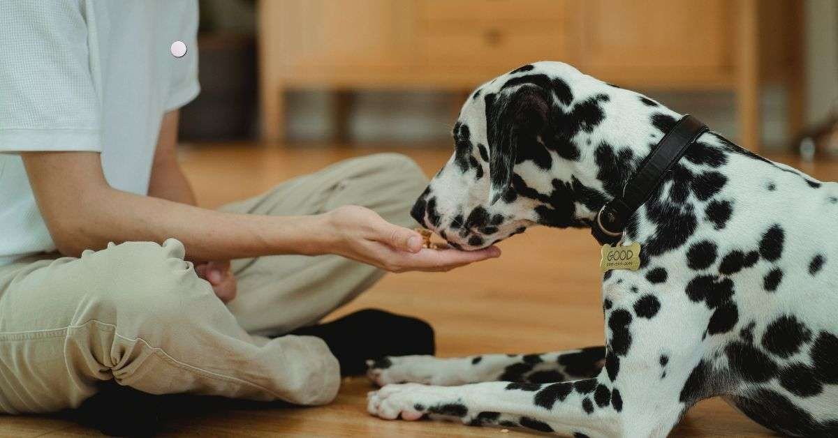 10 Best Dog Foods for a Sensitive Stomach in 2026