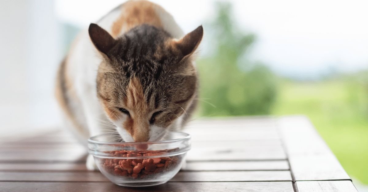 Cat Food Tips Every Pet Owner Should Know