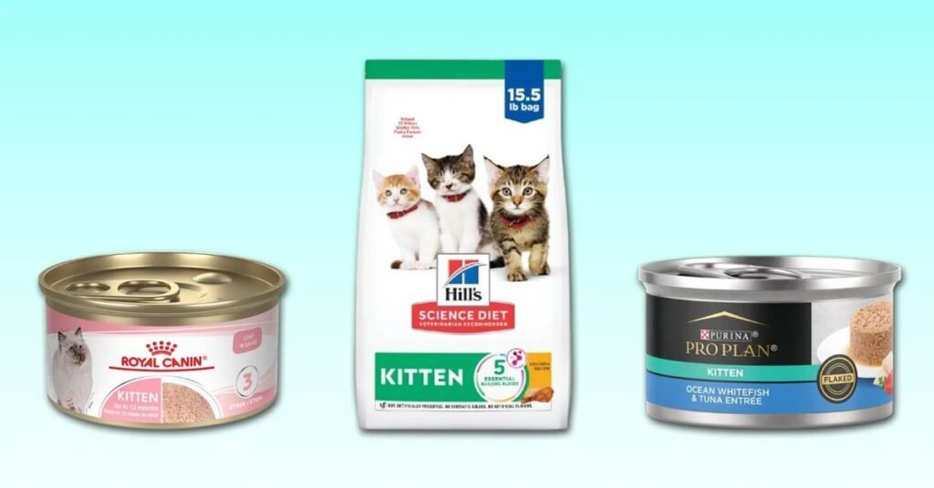 Cat Food for Kittens
