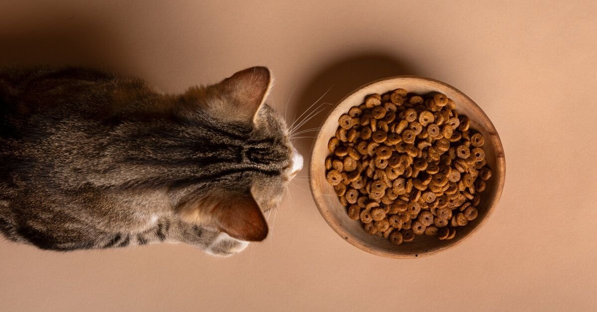 grain free cat food_