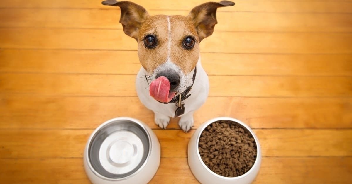 Dr Marty’s Dog Food