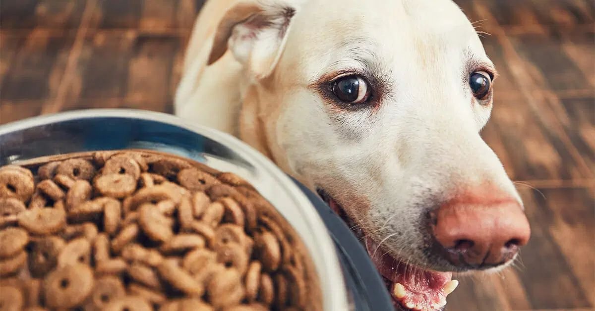 jinx dog food