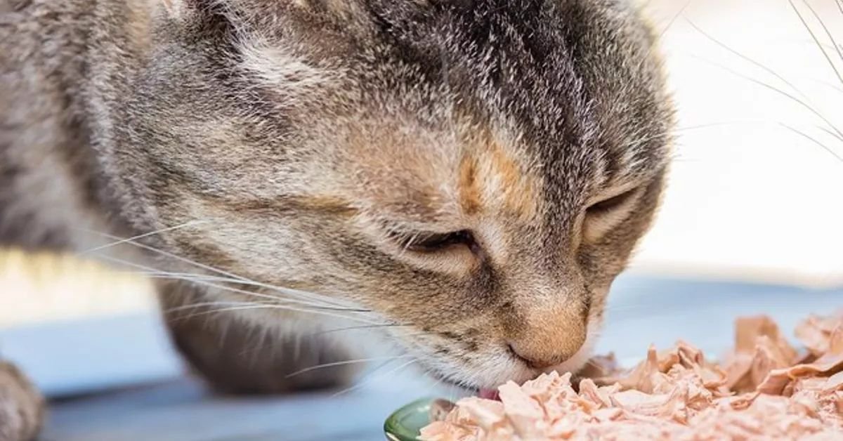 sheba cat food