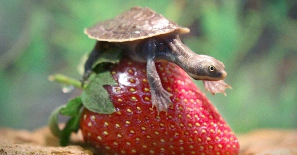 Best Turtle Food for Different Turtle Species