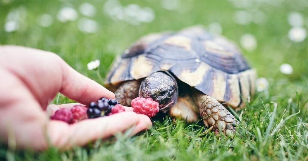 Understanding the Nutritional Needs of Turtles