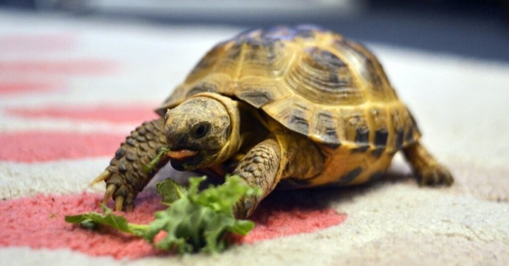 What Is Turtle Food and Why Does It Matter