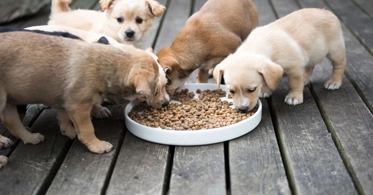 blue buffalo puppy food